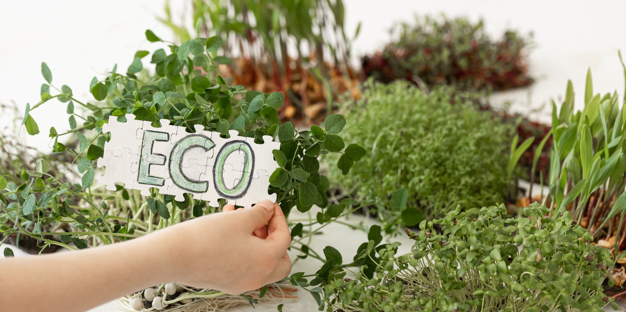 puzzle-with-inscription-eco-hands-background-microgreens puzzle-with-inscription-eco-hands-background-microgreens